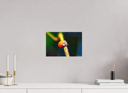 12 x 8″, Matte Canvas Dew-Kissed Ladybug