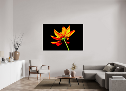 66 x 44″, Glossy Metal Soaring Phoenix