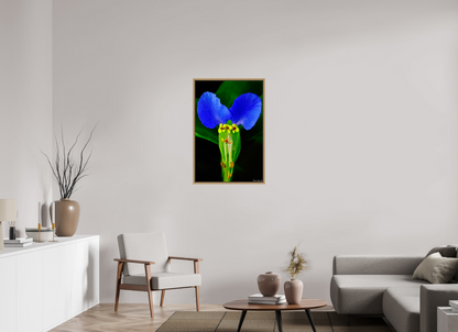 24 x 36″, Floater Frame Natural Oak Asiatic Dayflower
