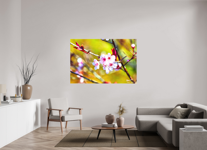 66 x 44″, Matte Canvas Cherry Blossom