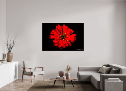 66 x 44″, Floater Frame Maple White Zinnia of Fire