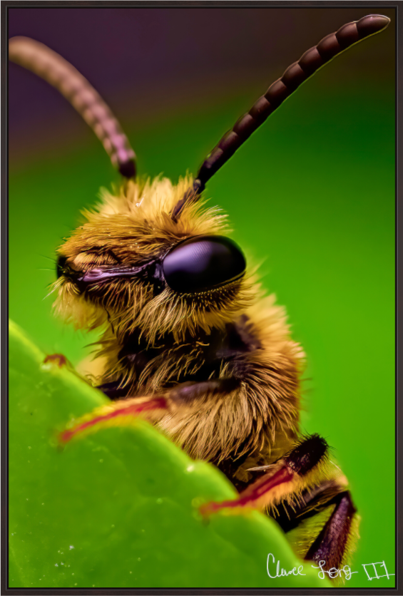 Main image The Cutest Bee