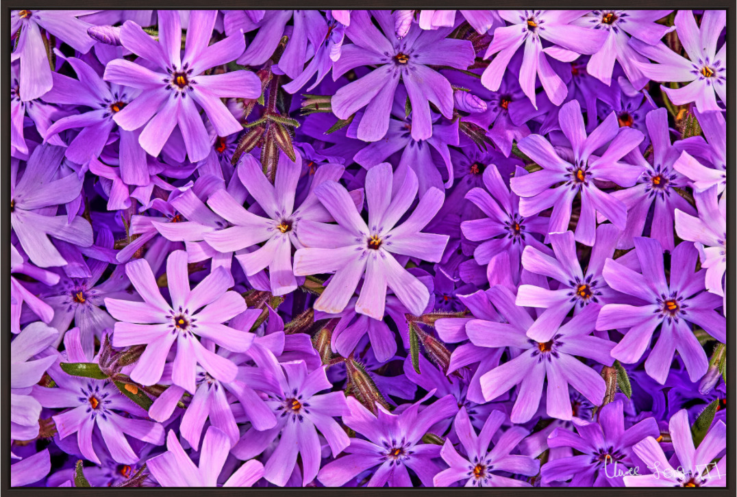 Main image Lavender Moss Phlox