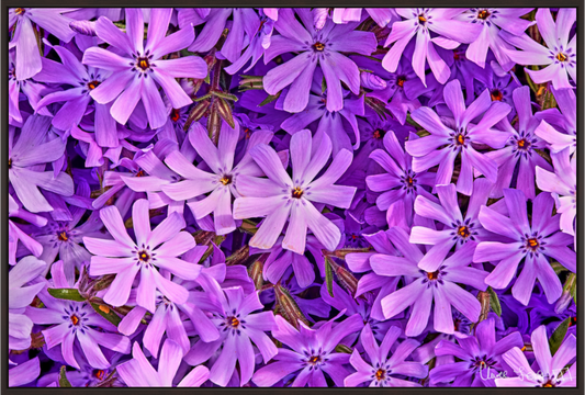 Main image Lavender Moss Phlox