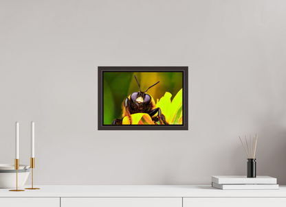 12 x 8″, Floater Frame Alder Brown The Curious Bumblebee