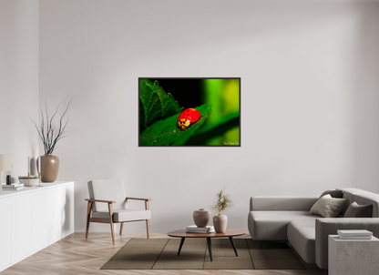 54 x 36″, Floater Frame Alder Brown Our Lady Bird