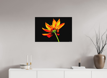 30 x 20″, Matte Metal Soaring Phoenix