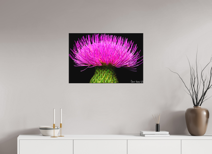 30 x 20″, Matte Canvas Silybum