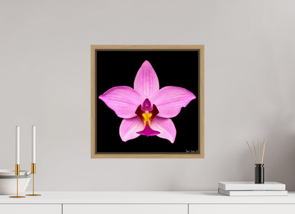 15 x 15″, Floater Frame Natural Oak Bubblegum Star
