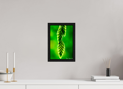 8 x 12″, Floater Frame Black Oak Harmonic Trinity