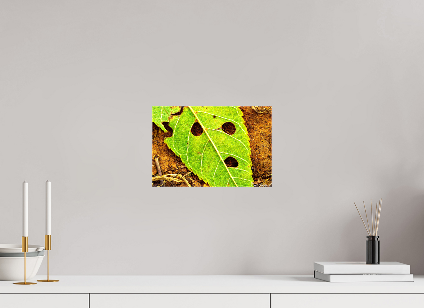 12 x 8″, Glossy Canvas Flabbergasted