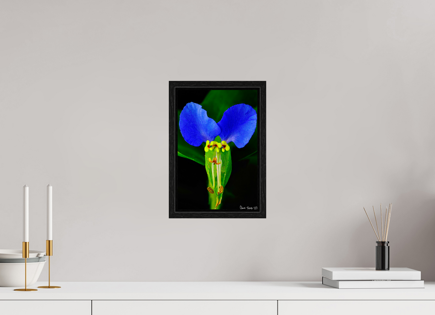 8 x 12″, Floater Frame Black Oak Asiatic Dayflower