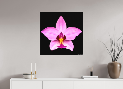 30 x 30″, Matte Canvas Bubblegum Star