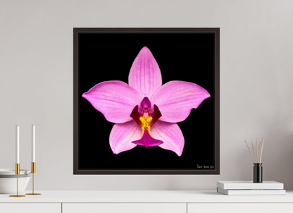 20 x 20″, Floater Frame Alder Brown Bubblegum Star