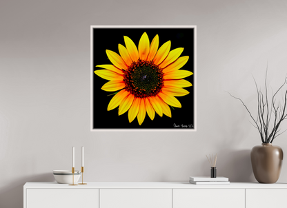 30 x 30″, Floater Frame Maple White Nana’s Sunflower