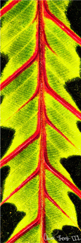 Main image Highlighted Maranta