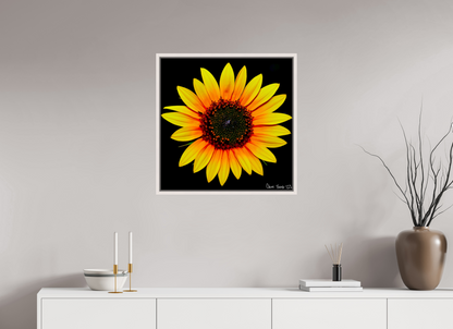 25 x 25″, Floater Frame Maple White Nana’s Sunflower