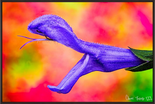 Main image Eden’s Serpent