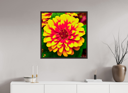 30 x 30″, Floater Frame Alder Brown Radiance