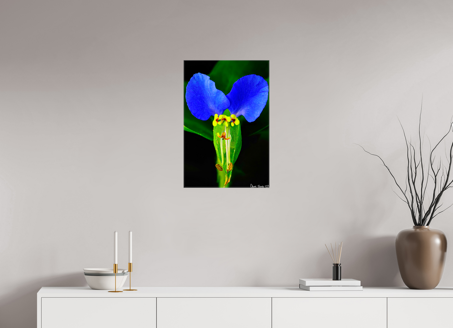 16 x 24″, Glossy Canvas Asiatic Dayflower
