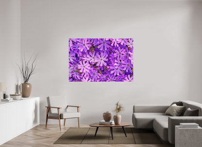 66 x 44″, Forex Lavender Moss Phlox