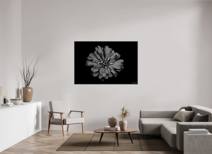 60 x 40″, Floater Frame Black Oak Carbon Zinnia