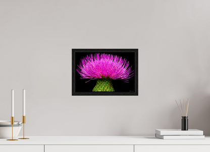 12 x 8″, Floater Frame Black Oak Silybum