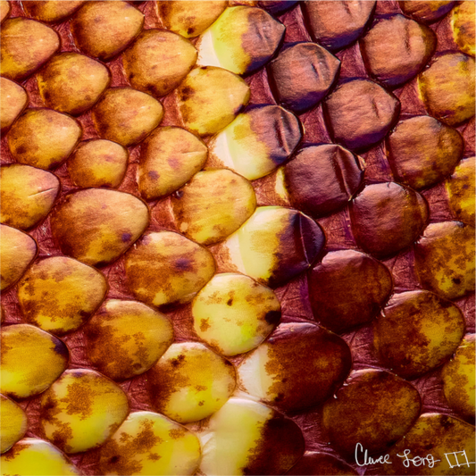 Main image Reptilian Divide