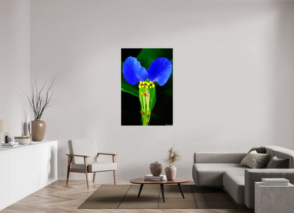 36 x 54″, Glossy Canvas Asiatic Dayflower