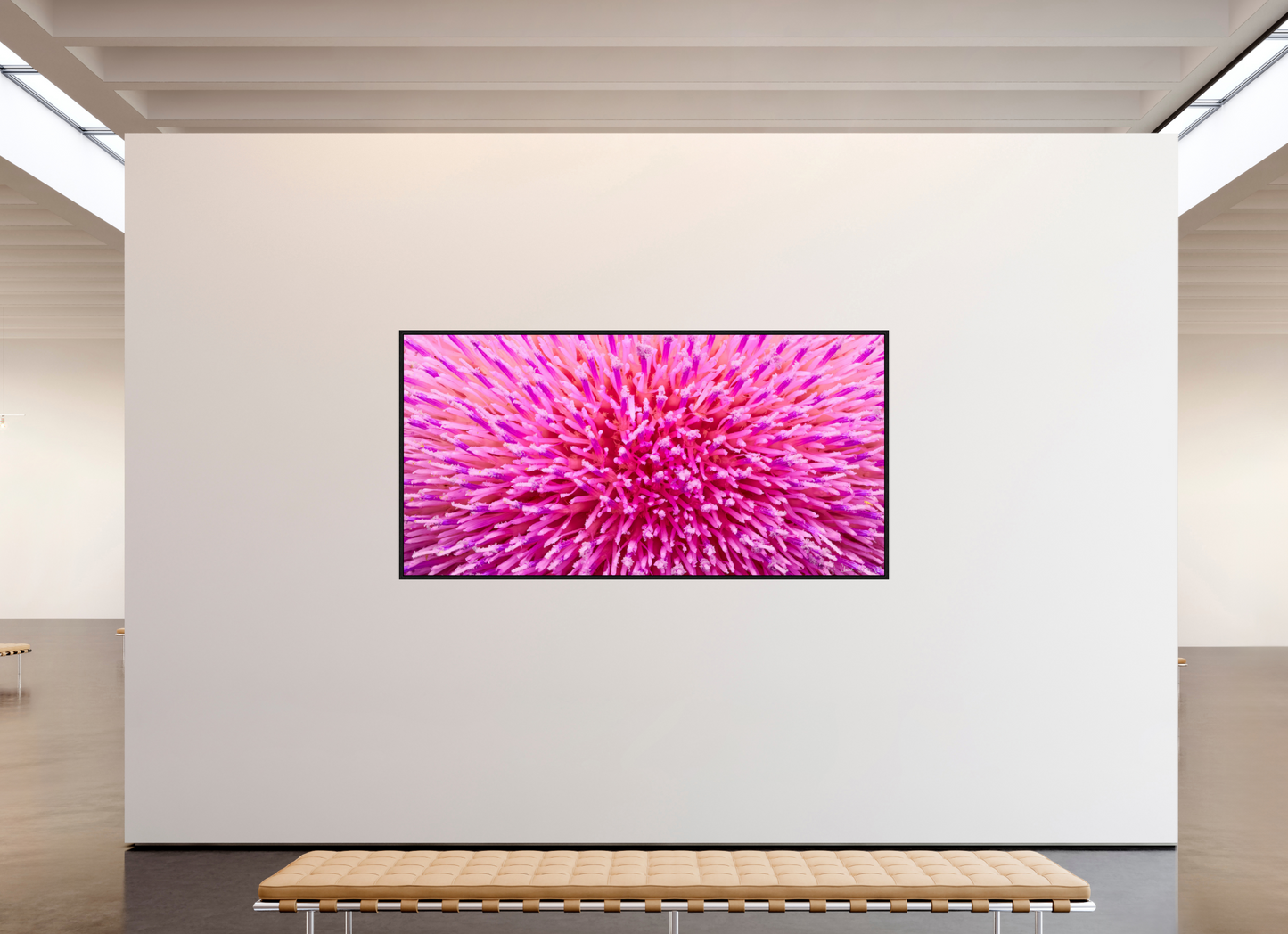 94 x 47″, Floater Frame Black Oak Thistle Sea