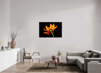 45 x 30″, Floater Frame Alder Brown Soaring Phoenix