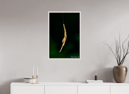 20 x 30″, Floater Frame Maple White Nature’s Tether