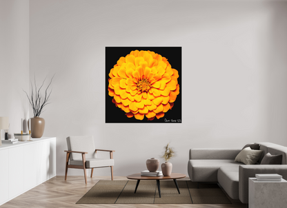 55 x 55″, Matte Metal Midnight Sun