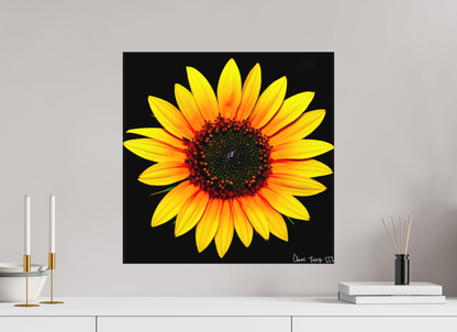 20 x 20″, Matte Canvas Nana’s Sunflower