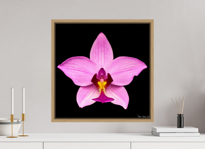 20 x 20″, Floater Frame Natural Oak Bubblegum Star