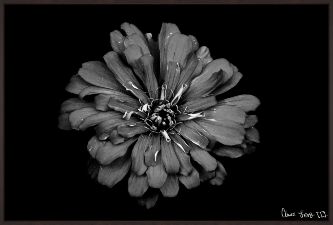 Main image Carbon Zinnia