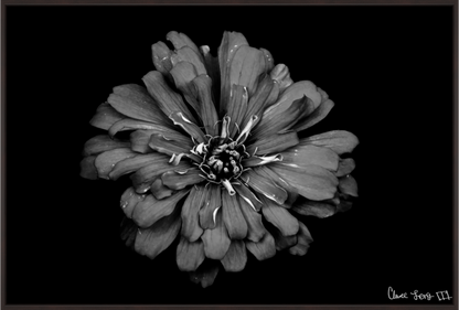 Main image Carbon Zinnia