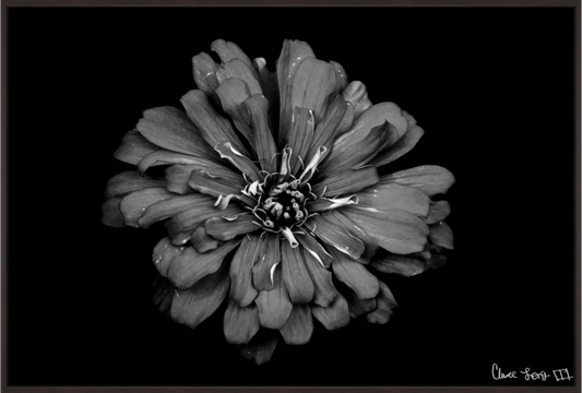 Main image Carbon Zinnia