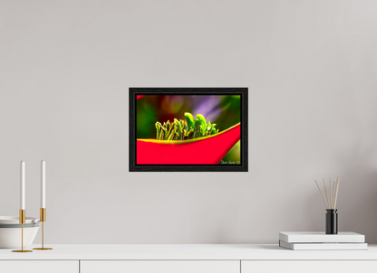 12 x 8″, Floater Frame Black Oak Utopia