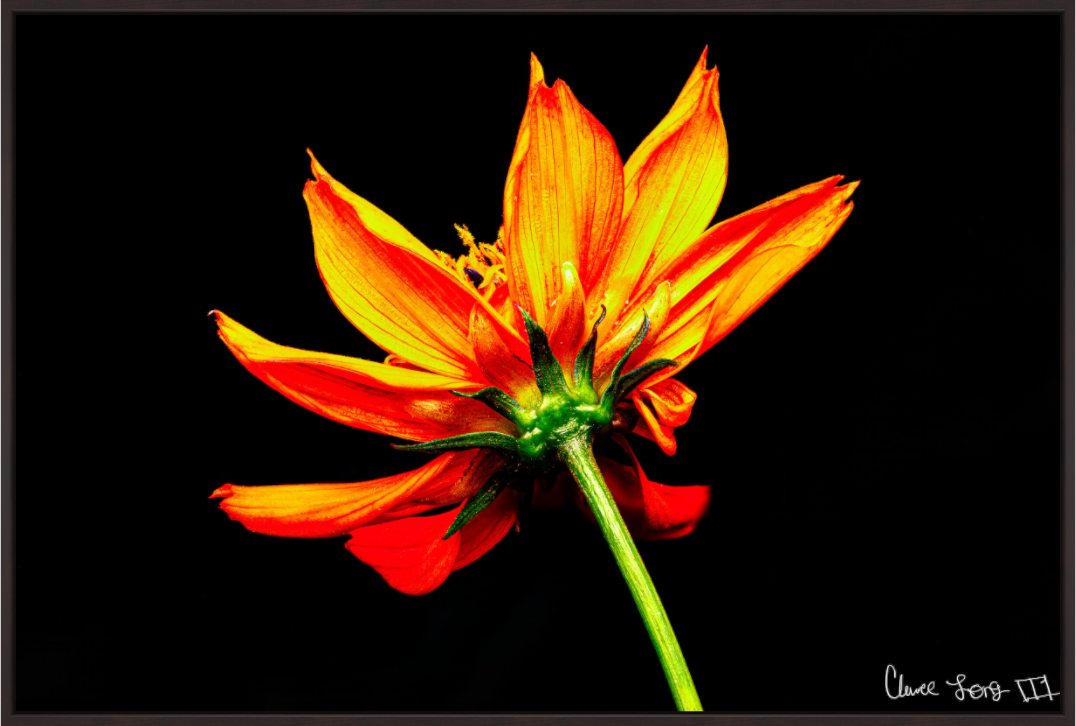 Main image Soaring Phoenix