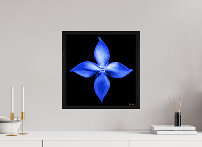 15 x 15″, Floater Frame Black Oak Halcyon Compass