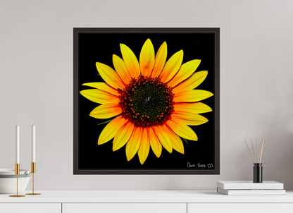 20 x 20″, Floater Frame Alder Brown Nana’s Sunflower
