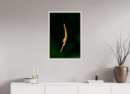 20 x 30″, Floater Frame Maple White Nature’s Tether
