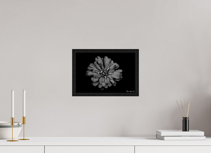 12 x 8″, Floater Frame Black Oak Carbon Zinnia