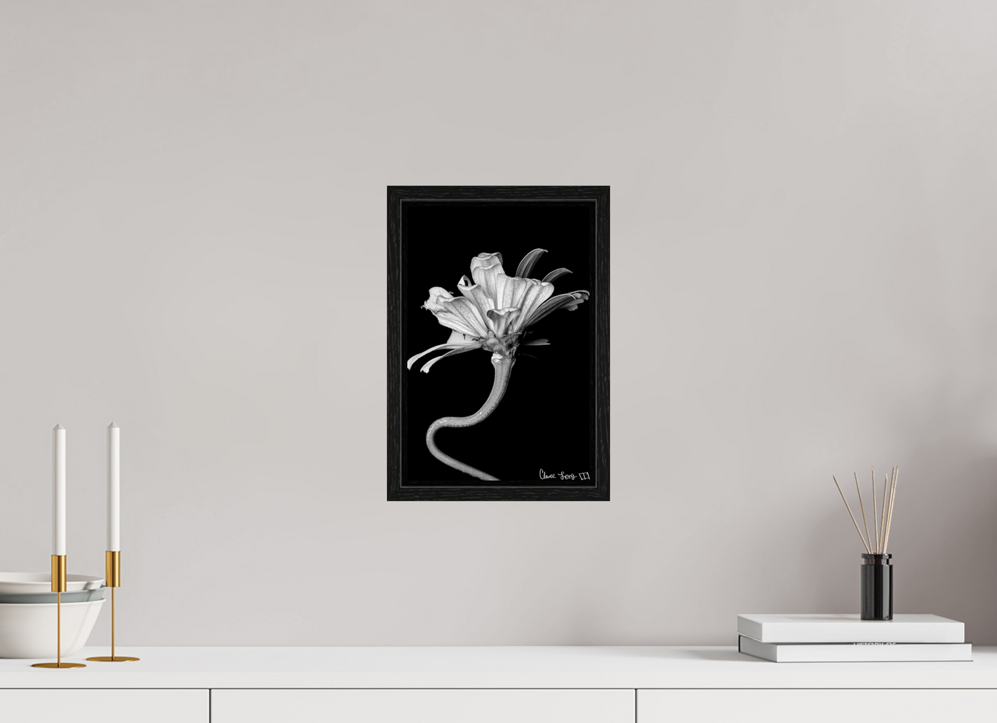 8 x 12″, Floater Frame Black Oak Kingsnake’s Florescence