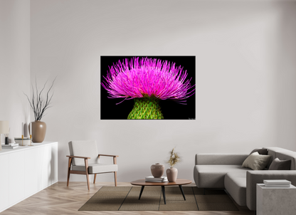 66 x 44″, Glossy Canvas Silybum