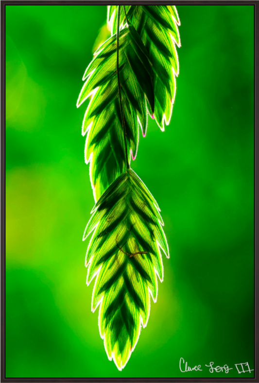 Main image Harmonic Trinity