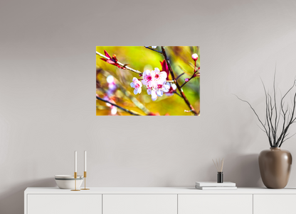 30 x 20″, Glossy Canvas Cherry Blossom