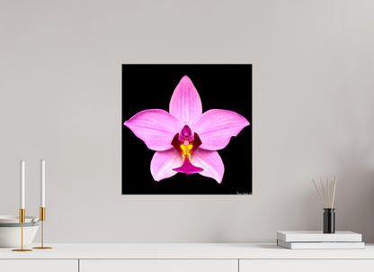 15 x 15″, Glossy Canvas Bubblegum Star