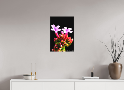 16 x 24″, Matte Canvas Vebena Bonariensis Pair